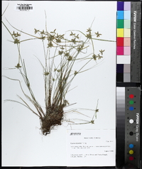 Cyperus flavescens image