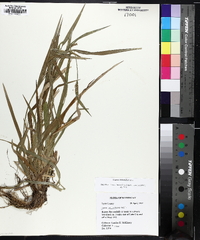 Carex striatula image