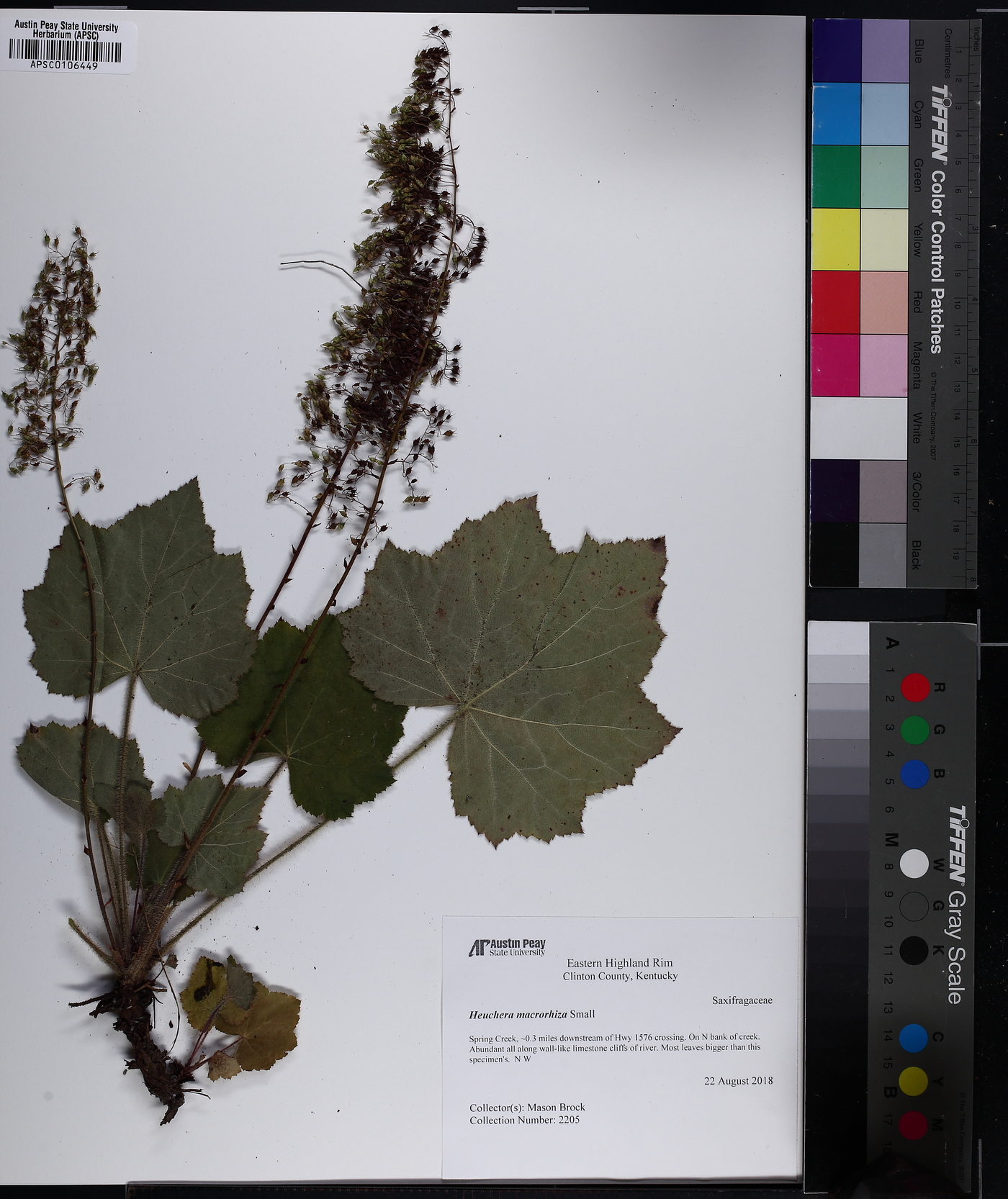 Heuchera macrorhiza image