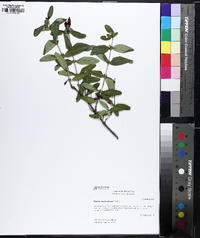 Hypericum frondosum image