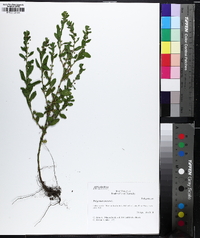 Polygonum erectum image