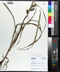 Carex gigantea image