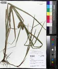 Carex lupuliformis image