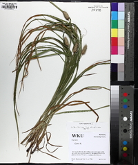 Carex typhina image