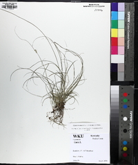 Carex texensis image