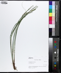 Carex glaucescens image