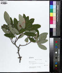 Quercus incana image