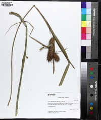 Carex lupuliformis image