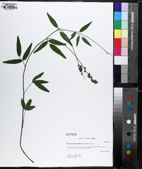 Orbexilum pedunculatum image