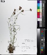 Rhynchospora cymosa image