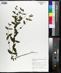 Scutellaria galericulata image