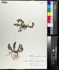 Scutellaria parvula image