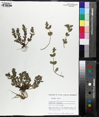 Scutellaria parvula image