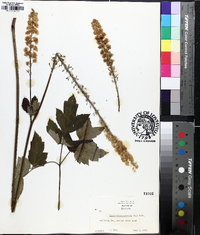 Actaea racemosa image