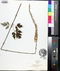 Actaea racemosa image