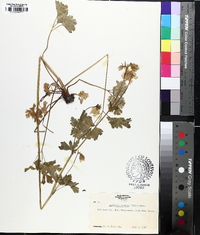 Aquilegia flavescens image