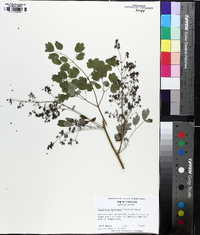 Thalictrum coriaceum image