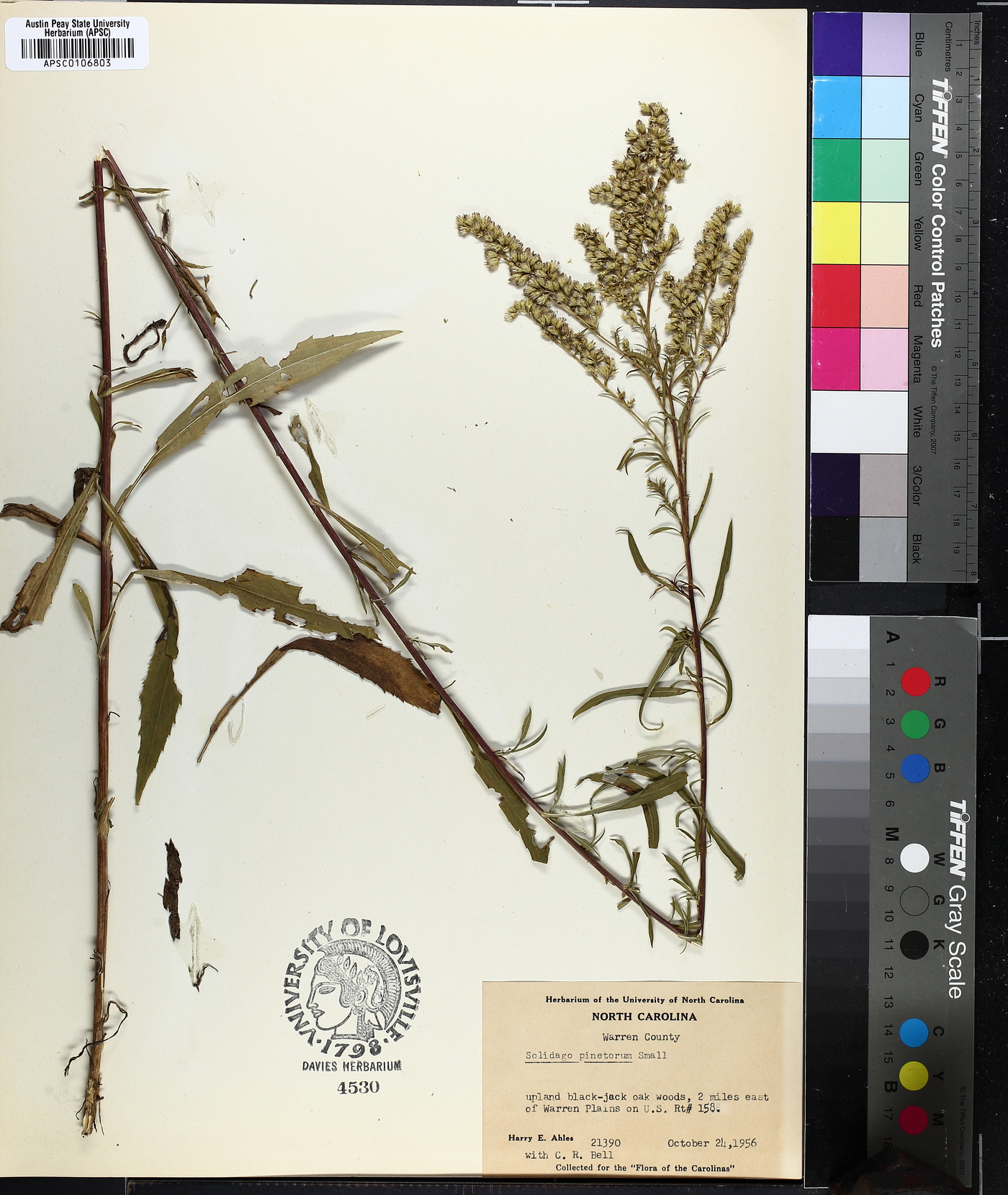Solidago pinetorum image