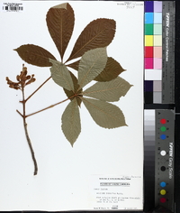 Aesculus sylvatica image