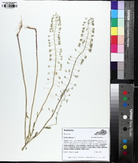 Mummenhoffia alliacea image