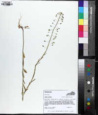 Mummenhoffia alliacea image