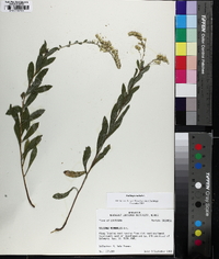 Solidago radula image