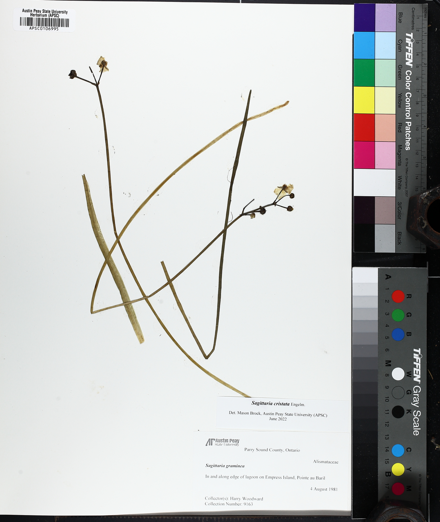Sagittaria cristata image