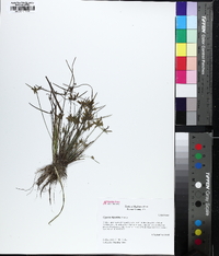 Cyperus flavescens image