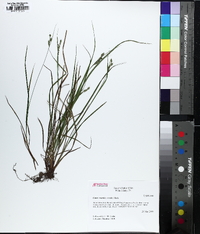 Carex swanii image