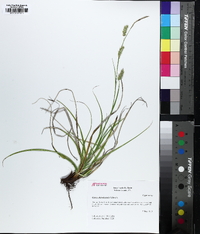 Carex cherokeensis image