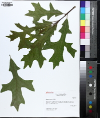 Quercus lyrata image