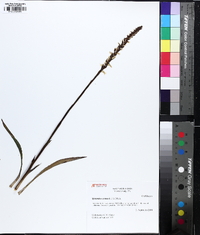 Spiranthes cernua image