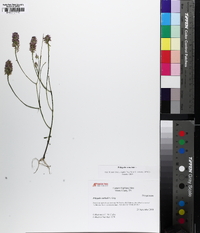 Polygala cruciata image