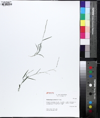 Muhlenbergia schreberi image