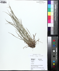 Carex swanii image