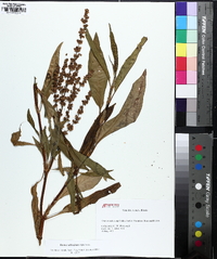 Rumex altissimus image