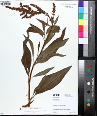 Rumex altissimus image