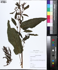 Rumex obtusifolius image