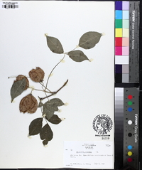 Staphylea trifolia image