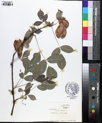 Staphylea trifolia image