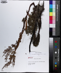 Rumex verticillatus image