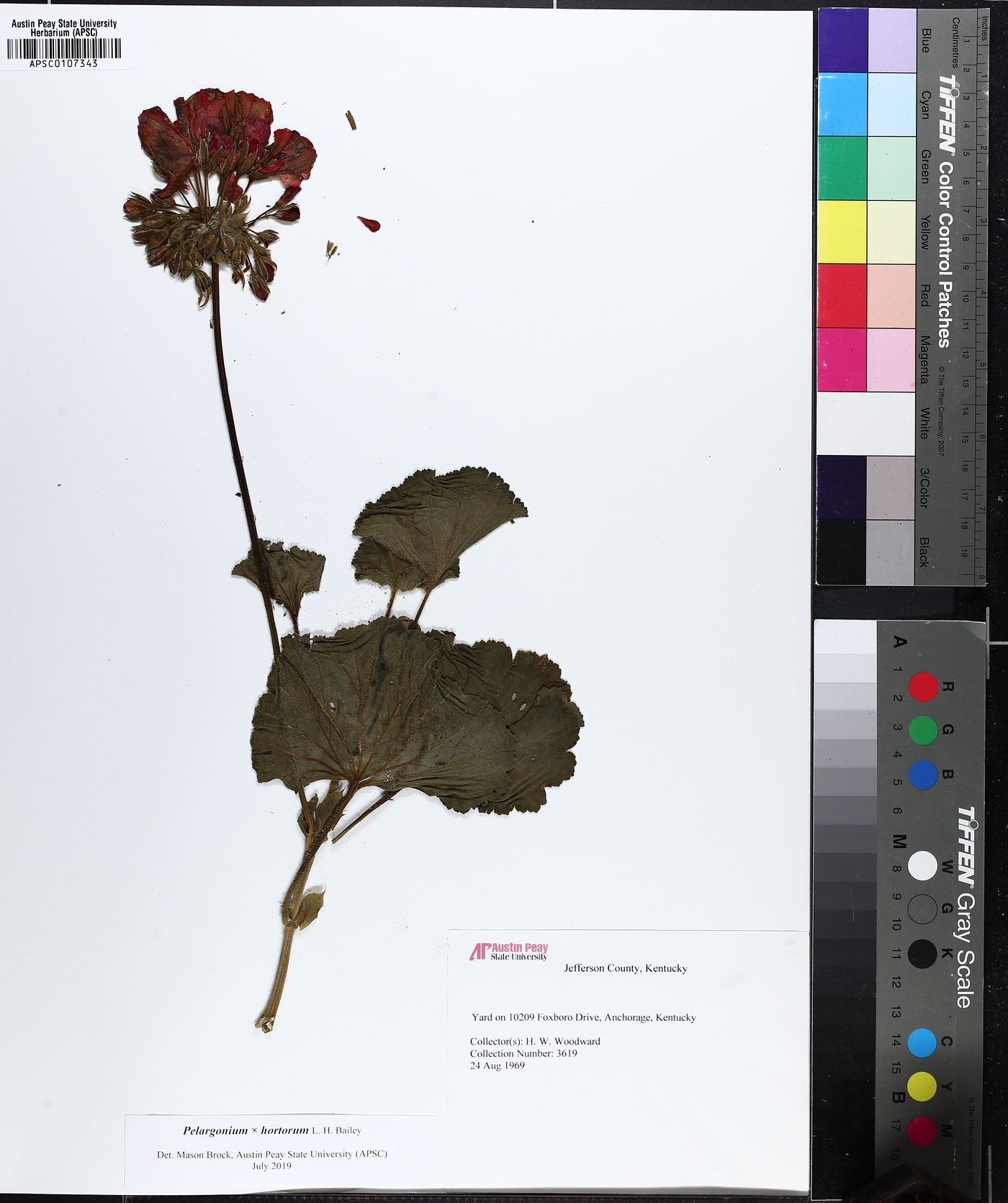 Pelargonium hortorum image