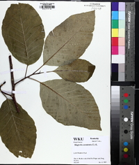 Magnolia acuminata image