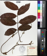 Image of Palmeria scandens