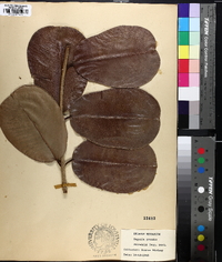 Syzygium grande image