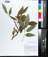 Fraxinus caroliniana image