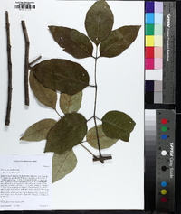 Fraxinus pauciflora image