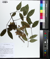 Fraxinus caroliniana image