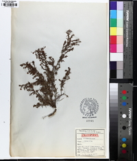 Image of Hibbertia acerosa