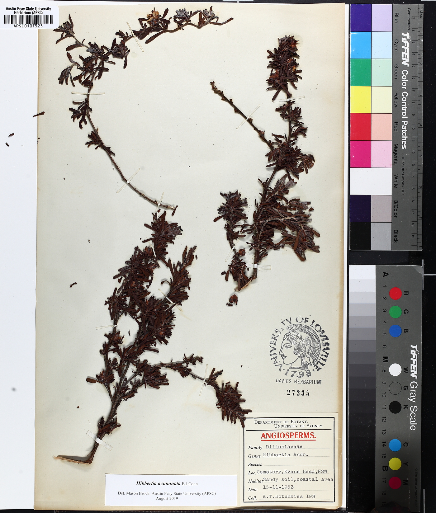 Hibbertia acuminata image